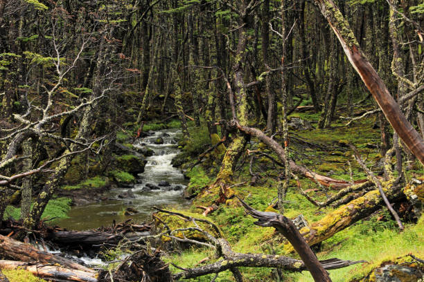 wild river in an overgrown forest, tierra del fuego, chile - tree patagonia autumn green imagens e fotografias de stock