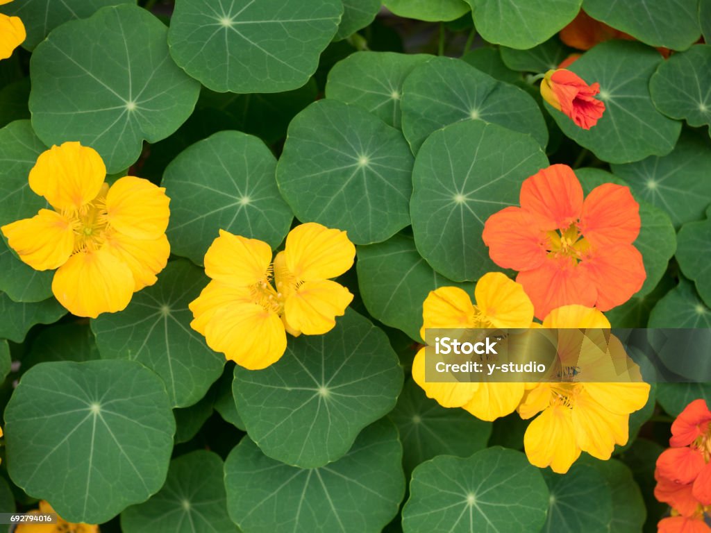 Nasturtium Agriculture Stock Photo