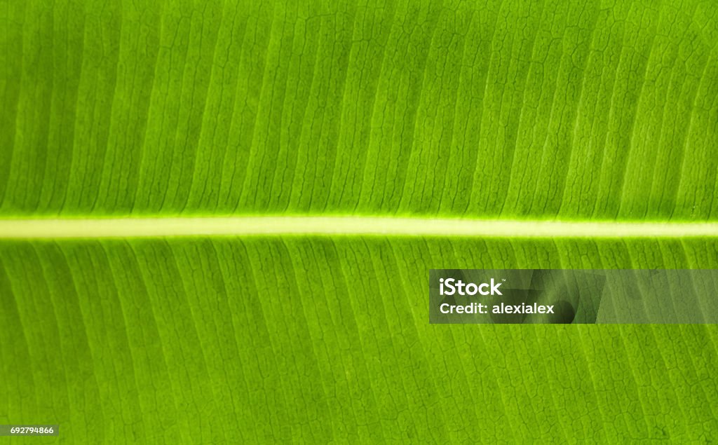 Green ficus leaves background. pipal leaf texture. Green ficus leaves background. pipal leaf texture. rubber plant close-up macro. Abstract Stock Photo