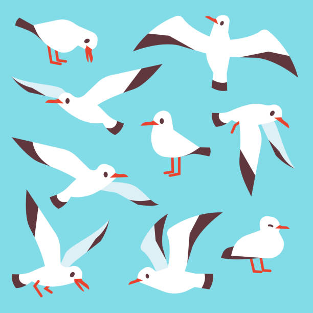 мультфильм атлантических морских птиц, чайки ле�тать в синем небе вектор набор - bird nature animal head beak stock illustrations