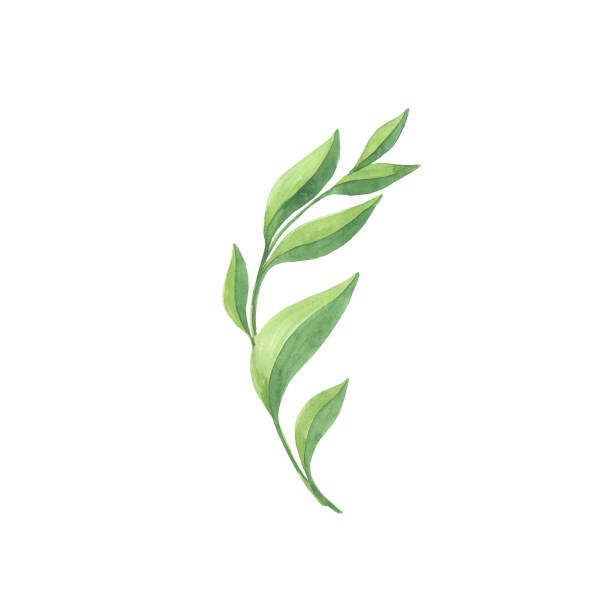 istock Bright watercolor leaf isolated on white background 692797086