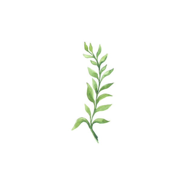 istock Bright watercolor leaf isolated on white background 692797148