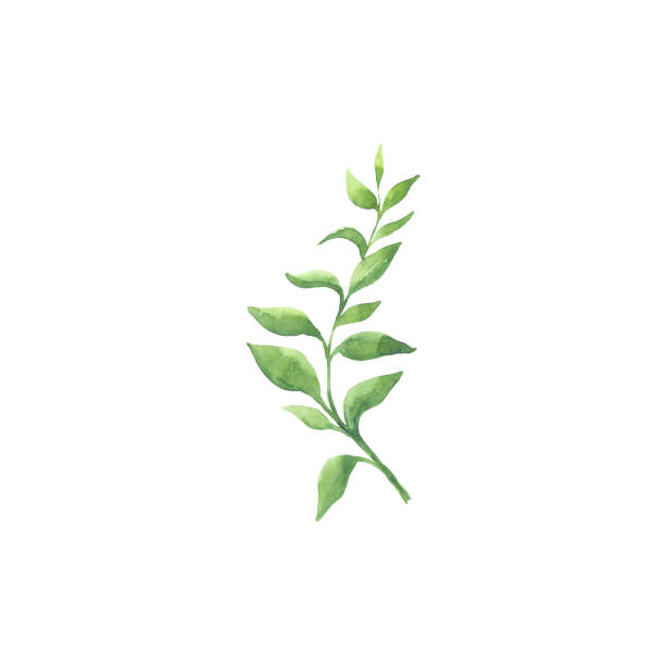 istock Bright watercolor leaf isolated on white background 692797150