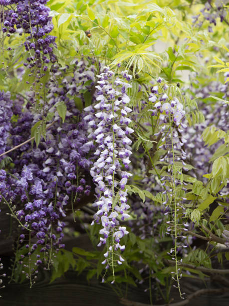 istock Japanese wisteria 692797264
