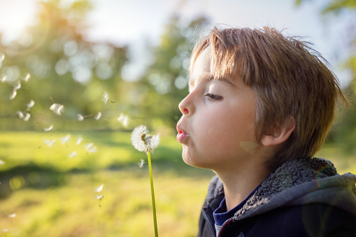 Child blowing dandelion in a meadow at sunset