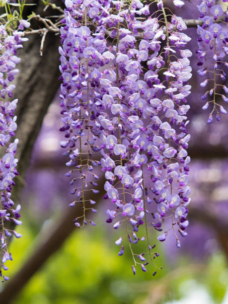 istock Japanese wisteria 692801048
