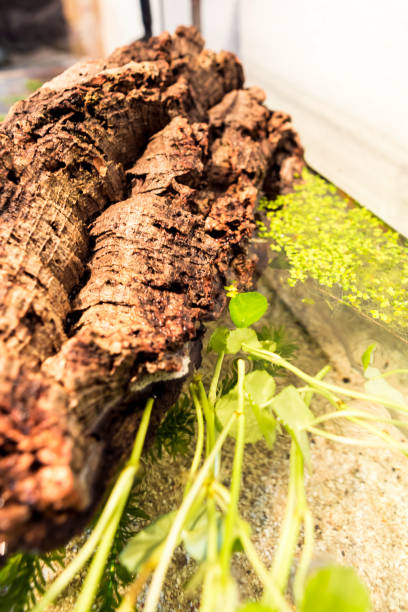 istock Aquarium with cork bark and green Plants 692801314