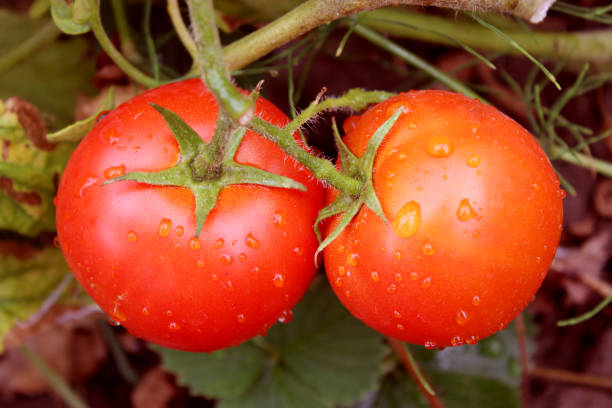 istock pair of red tomatoes in the bush 692801362
