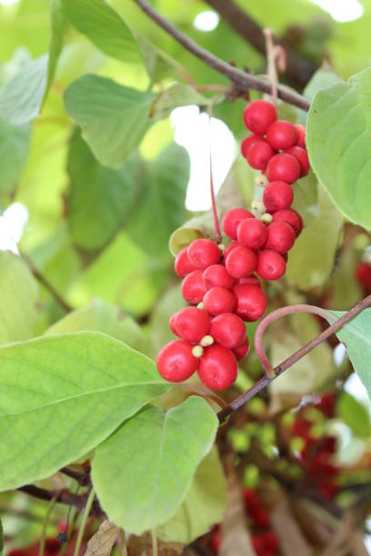 istock branch of red ripe schizandra 692801942