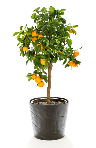 Small tropical calamondin tree in flower pot with many fruits isolated on white background.