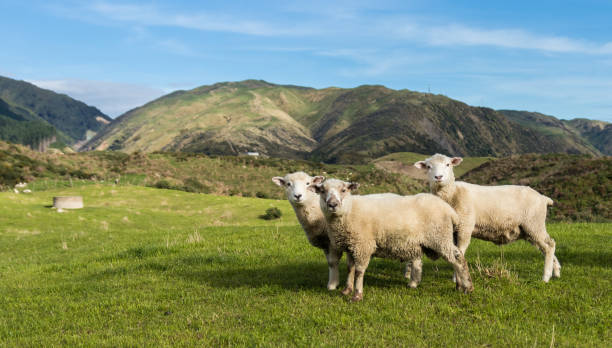 Rolling green hills stretch under a vast blue sky dotted with clouds in the beautiful landscape of New Zealand. The lush pastures are adorned with scattered trees, offering a serene and picturesque view.