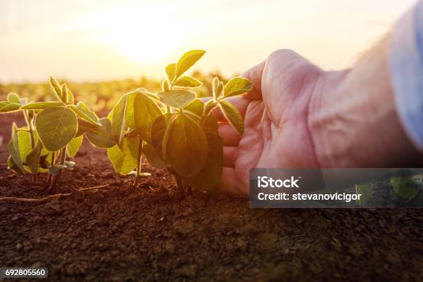 Photo libre de droit de Agronome Vérifiant Les Plants De Soya Faible En Champ Agricole Cultivé banque d'images et plus d'images libres de droit de Graine de soja