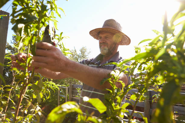 istock Mature Man Working On Community Allotment 692805956