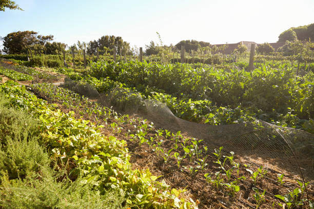 istock Fresh Produce Being Grown On Community Allotment 692806010