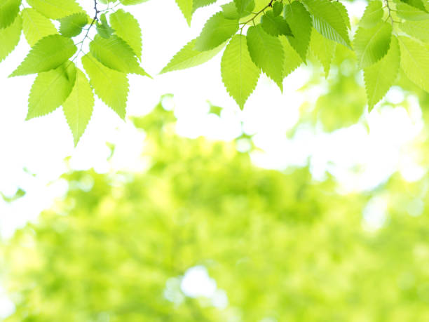 istock Fresh green zelkova leaves 692806544