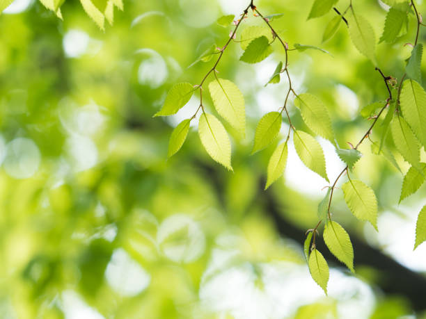 istock Fresh green zelkova leaves 692806774