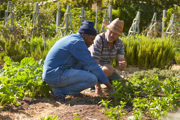 istock Two Men Working Together On Community Allotment 692806804
