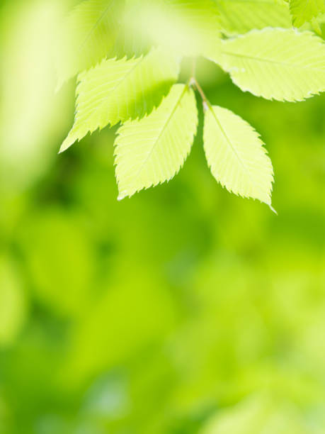 istock Fresh green zelkova leaves 692811268
