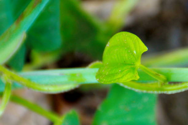 istock Leaves in the green forest 692812048