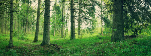 istock pine and fir forest panorama 692812234