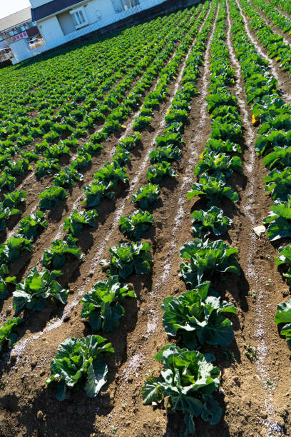 istock Cabbage field on Miura Peninsula 692813940
