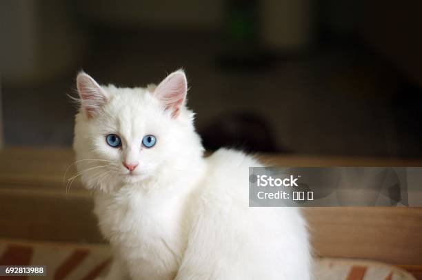 Katze Im Zimmer Stockfoto und mehr Bilder von Bathroom - Bathroom, Behaart, Blaue Augen