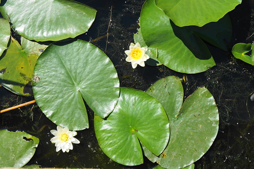 Waterlilies in a pond. Scene from botanical garden in Zagreb, Croatia. Selective focus.