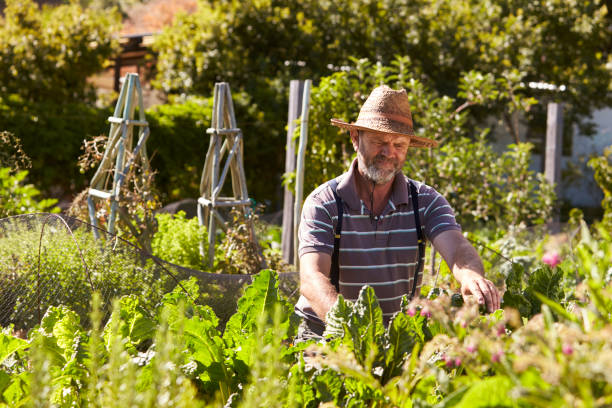 istock Mature Man Working On Community Allotment 692814394