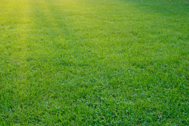 istock Green grass meadow nature background 692818658