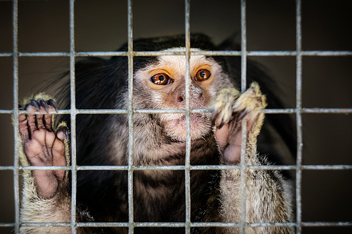 Portrait of black-tufted marmoset (also known as black pencilled marmoset) in cage. It is holding to bars watching the outside world.