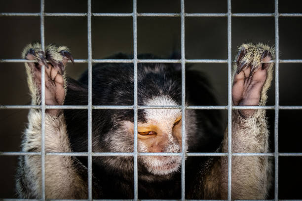 istock Portrait of captured small monkey 692819568