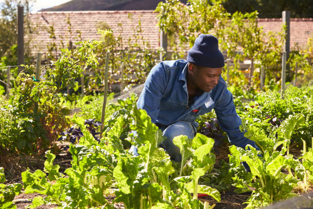 istock Gardener Working In Community Allotment 692820080