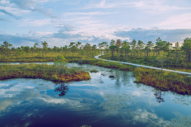 istock National swamp park in Latvia, Kemeri. 2015 692820344