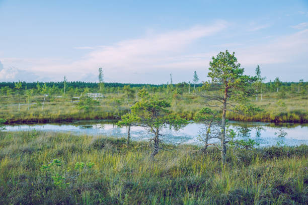 istock National swamp park in Latvia, Kemeri. 2015 692820432
