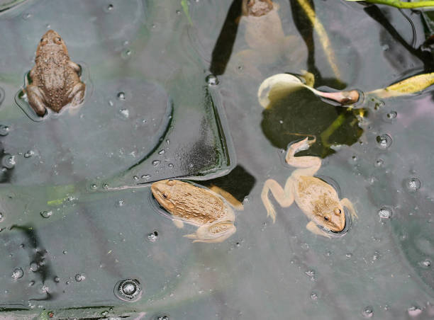 light waves on the lake in the sunlight, gentle structure on the pond,  green ring pattern, green rings on the pond, frog in the rings, green and dark water, reflection of plants, legs frog