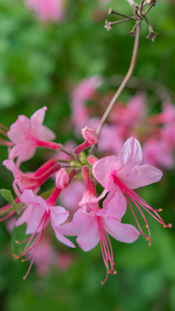 istock Blooming beautiful pink rhododendrons in the garden. Macro. 692823256