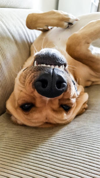 istock Funny dog smile upside down 692826054