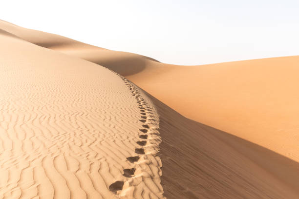istock Landscape view of desert dunes. 692826738