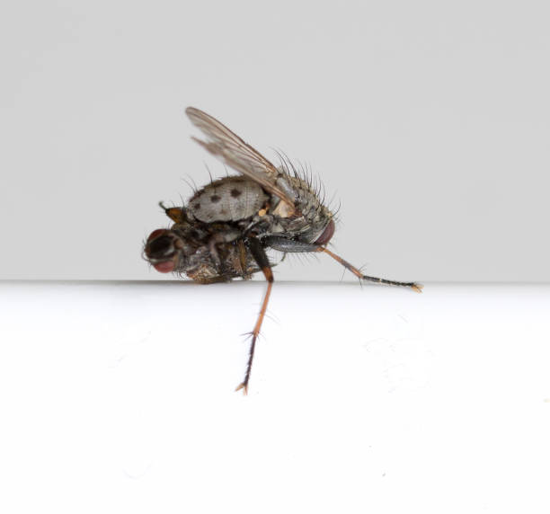 istock Close Up of a Fly Eating Another Fly 692827580