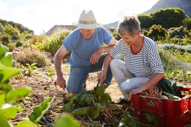 istock Mature Couple Harvesting Beetroot On Community Allotment 692833022