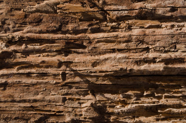 istock Loose texture of rotten wood 692834344