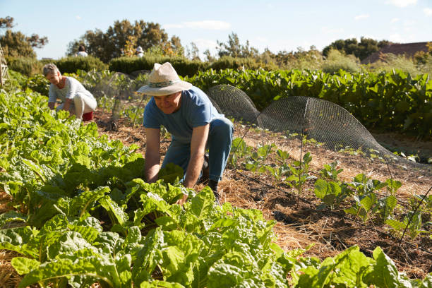 istock Mature Couple Harvesting Beetroot On Community Allotment 692834368