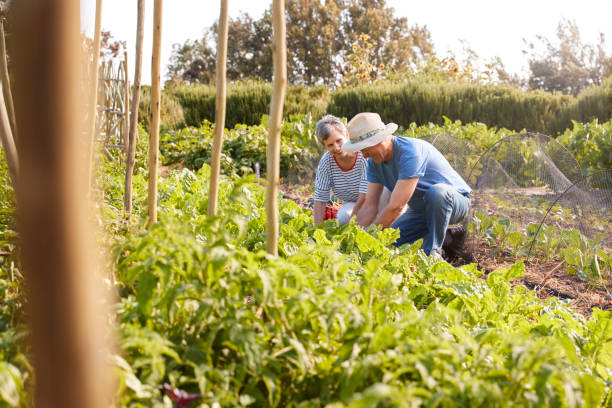 istock Mature Couple Harvesting Beetroot On Community Allotment 692834728