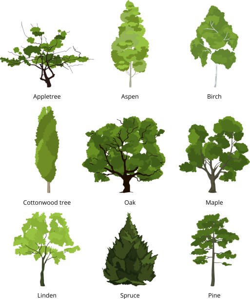 ilustraciones, imágenes clip art, dibujos animados e iconos de stock de vector conjunto de verdes árboles de jardín. ilustraciones de naturaleza aislar en blanco - álamo árbol