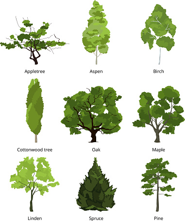 Vector set of green garden trees. Nature illustrations isolate on white. Collection trees organic appletree and aspen, birch and cottonwood