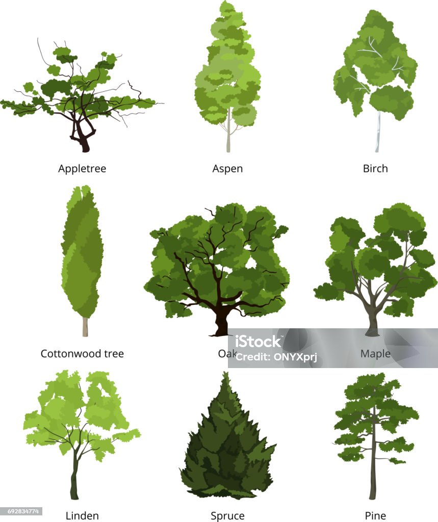 Vector set of green garden trees. Nature illustrations isolate on white Vector set of green garden trees. Nature illustrations isolate on white. Collection trees organic appletree and aspen, birch and cottonwood Tree stock vector
