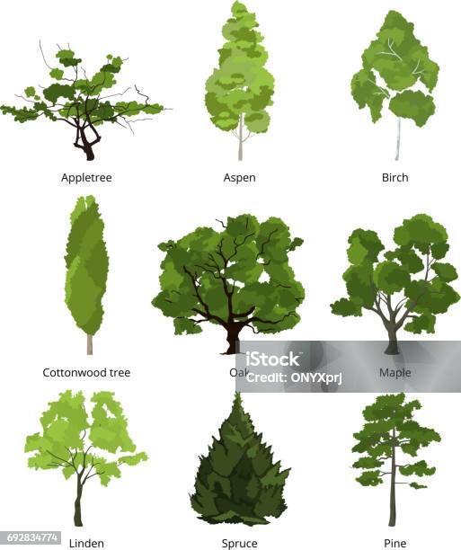 Vector Set Of Green Garden Trees Nature Illustrations Isolate On White Stock Illustration - Download Image Now