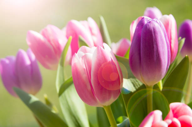 istock Tulip flowers growing 692835074