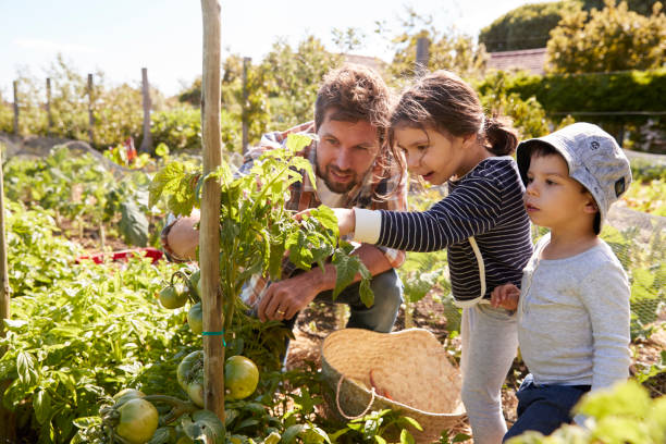 padre e figli che guardano i pomodori che crescono sull'assegnazione - living communitiy foto e immagini stock