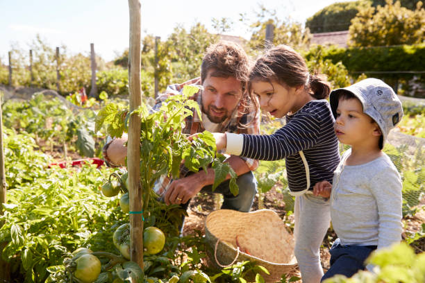 Father And Children Looking At Tomatoes Growing On Allotment Father And Children Looking At Tomatoes Growing On Allotment vegetable garden stock pictures, royalty-free photos & images